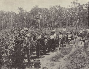 Recolectores de frambuesas en trabajo, Wandin Yallock de English Photographer