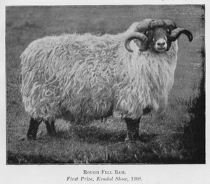 Carnero Rough Fell, primer premio, exposición de Kendal de English Photographer