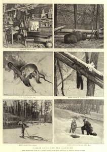 Escenas de la vida en el bosque