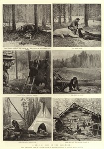 Escenas de la vida en el bosque