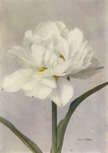 Schoonoord (foto en color) de English Photographer