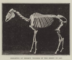 Esqueleto de Hermit, Ganador del Derby en 1867 de English Photographer