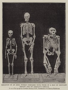 Esqueleto de una Mujer Akka comparado con los de un Hombre de Altura Ordinaria y el Gorila de Du Chaillu de English Photographer
