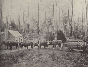 Arrastrando madera en Lebrina, Tasmania
