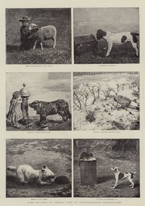 Algunos estudios de la vida animal por fotografía instantánea de English Photographer