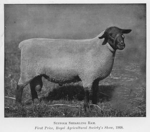 Carnero Suffolk Shearling, primer premio, exposición de la Sociedad Real de Agricultura de English Photographer