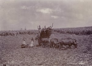 Plantación de azúcar, Barbados, 1880 de English Photographer