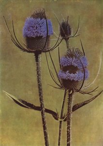 Teasel (foto)