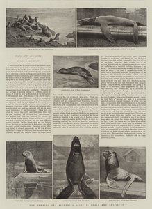 La disputa de las pesquerías del mar de Bering, focas y leones marinos
