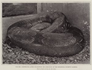 La boa constrictor después de tragarse a su compañero en los jardines de la Sociedad Zoológica de English Photographer