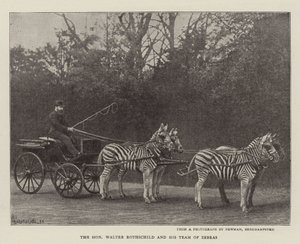 El Honorable Walter Rothschild y su equipo de cebras de English Photographer