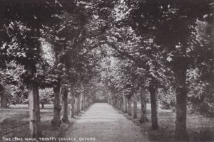 El Paseo de los Tilos, Trinity College, Oxford de English Photographer