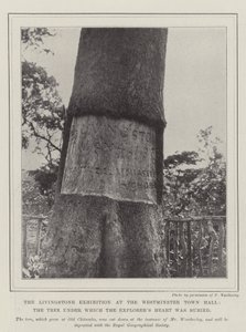 La exposición de Livingstone en el Ayuntamiento de Westminster, el árbol bajo el cual fue enterrado el corazón del explorador