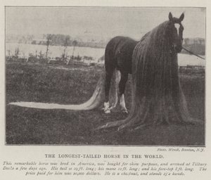El caballo con la cola más larga del mundo de English Photographer