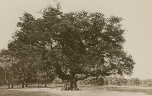 El Roble Mayor, Bosque de Sherwood de English Photographer