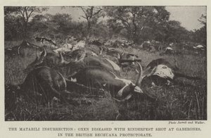 La Insurrección Matabili, Bueyes enfermos de Peste Bovina abatidos en Gaberones, en el Protectorado Británico de Bechuana