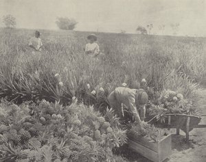 La piña de English Photographer