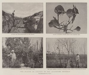 La plaga de langostas en la República Argentina de English Photographer