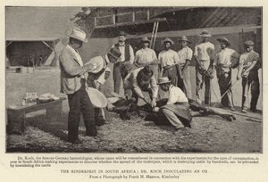 La Peste Bovina en Sudáfrica, el Dr. Koch inoculando un Buey