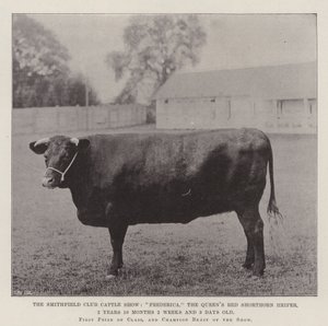 Exposición de ganado del Club Smithfield, Frederica, la novilla roja de Shorthorn de la Reina, 2 años 10 meses 2 semanas y 3 días de edad