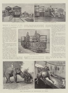 El transporte de elefantes en India