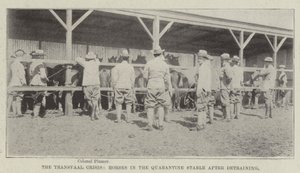 La Crisis del Transvaal, Caballos en el Establo de Cuarentena después de la Descarga de English Photographer