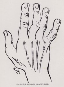 La mano espatulada o activa (fotografía en blanco y negro) de English Photographer