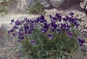 Viola Gracilis (foto en color) de English Photographer
