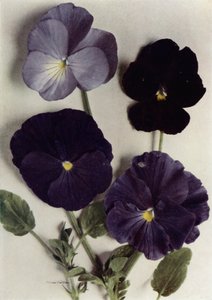 Violas, Maggie Mott, Admiral of the Blues, Archibald Grant, y Jenny M