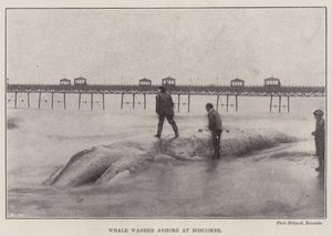 Ballena varada en Boscombe de English Photographer
