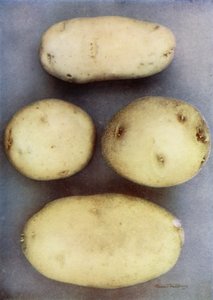 Patatas blancas (foto en color) de English Photographer