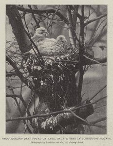 Nido de palomas torcaces encontrado el 20 de abril en un árbol en Torrington Square de English Photographer