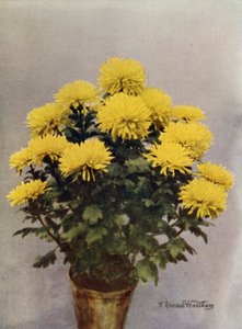 Caprice du Printemps amarillo de English Photographer