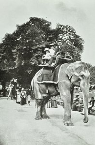 Jardines Zoológicos, Regents Park: paseos en elefante, Londres, c.1895 de English Photographer