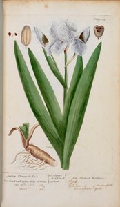 (Jardín) Flower-de-Luce. Un iris, de 