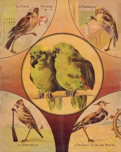 4ª de cubierta : pareja de pájaros y otros pájaros, inglés de English School