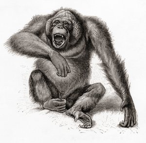 Orangután de Borneo, Pongo pygmaeus, también llamado orangután, orangután u orangután. Del Meyers Lexicon, publicado en 1924 (impresión) de English School