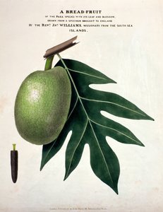 Fruta del pan, c.1825 de English School