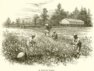 Un campo de algodón de English School