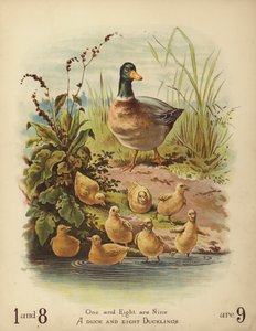 Un pato y ocho patitos