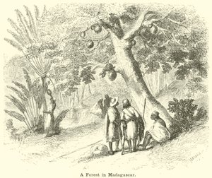 Un bosque en Madagascar de English School