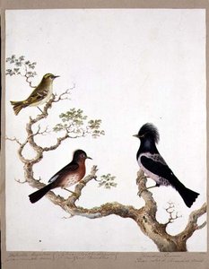 Un reyezuelo crestado dorado, un zarzalero de Dartford y un zorzal de color rosa, 1824