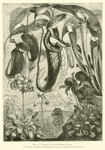 Un grupo de plantas carnívoras