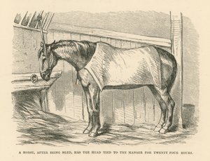 Un Caballo, después de ser desangrado, tiene la Cabeza atada al Pesebre durante Veinticuatro Horas (grabado)