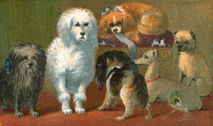 Un terrier de Skye, caniche francés, dos spaniels, galgo italiano y un perro pug
