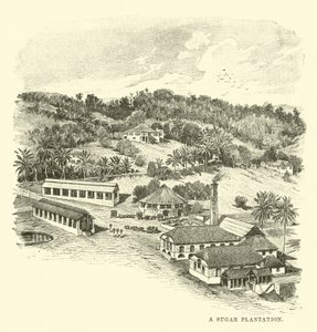 Una plantación de azúcar de English School