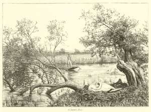 Nido de cisnes de English School