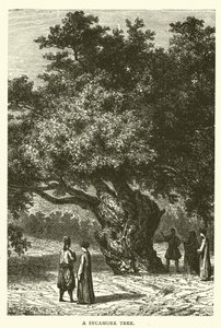 Un Árbol de Sicómoro