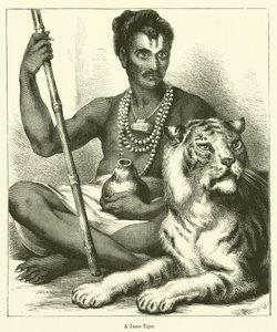 Un tigre domesticado de English School
