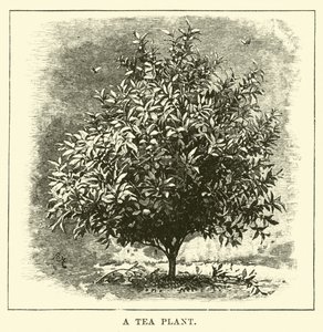 Una planta de té de English School